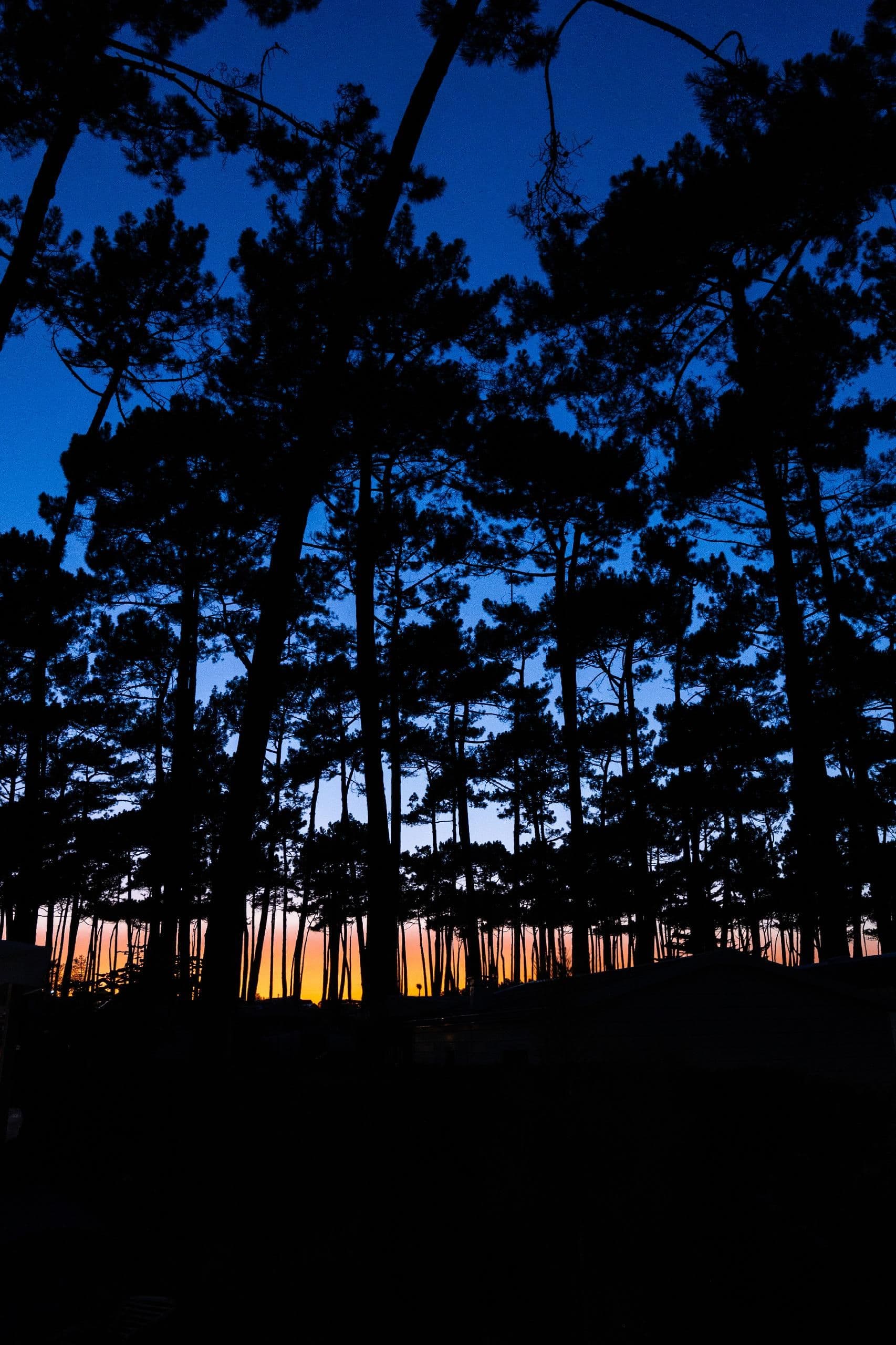 Crépuscule dans la pinède