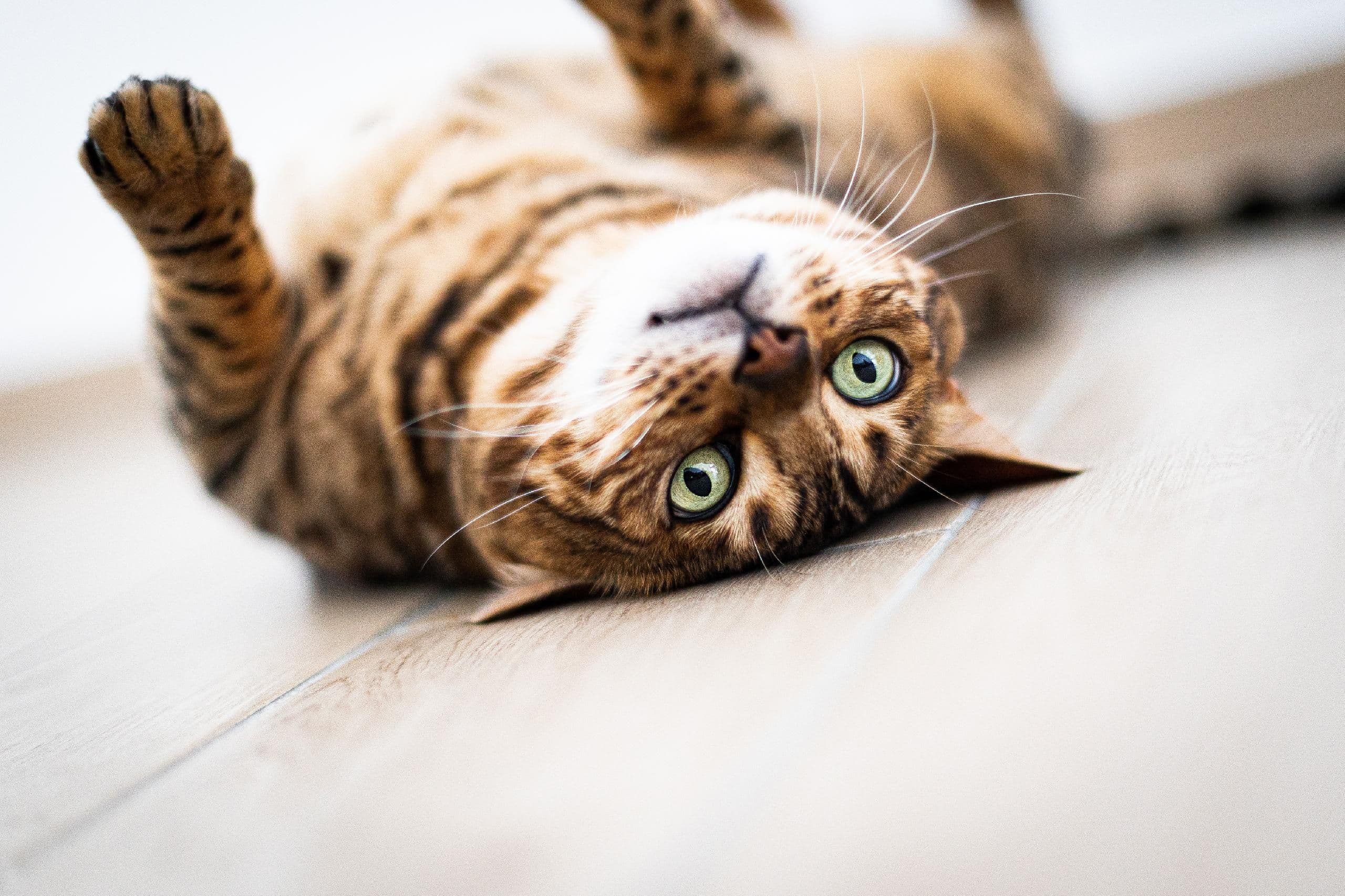 Regard de jade sauvage
