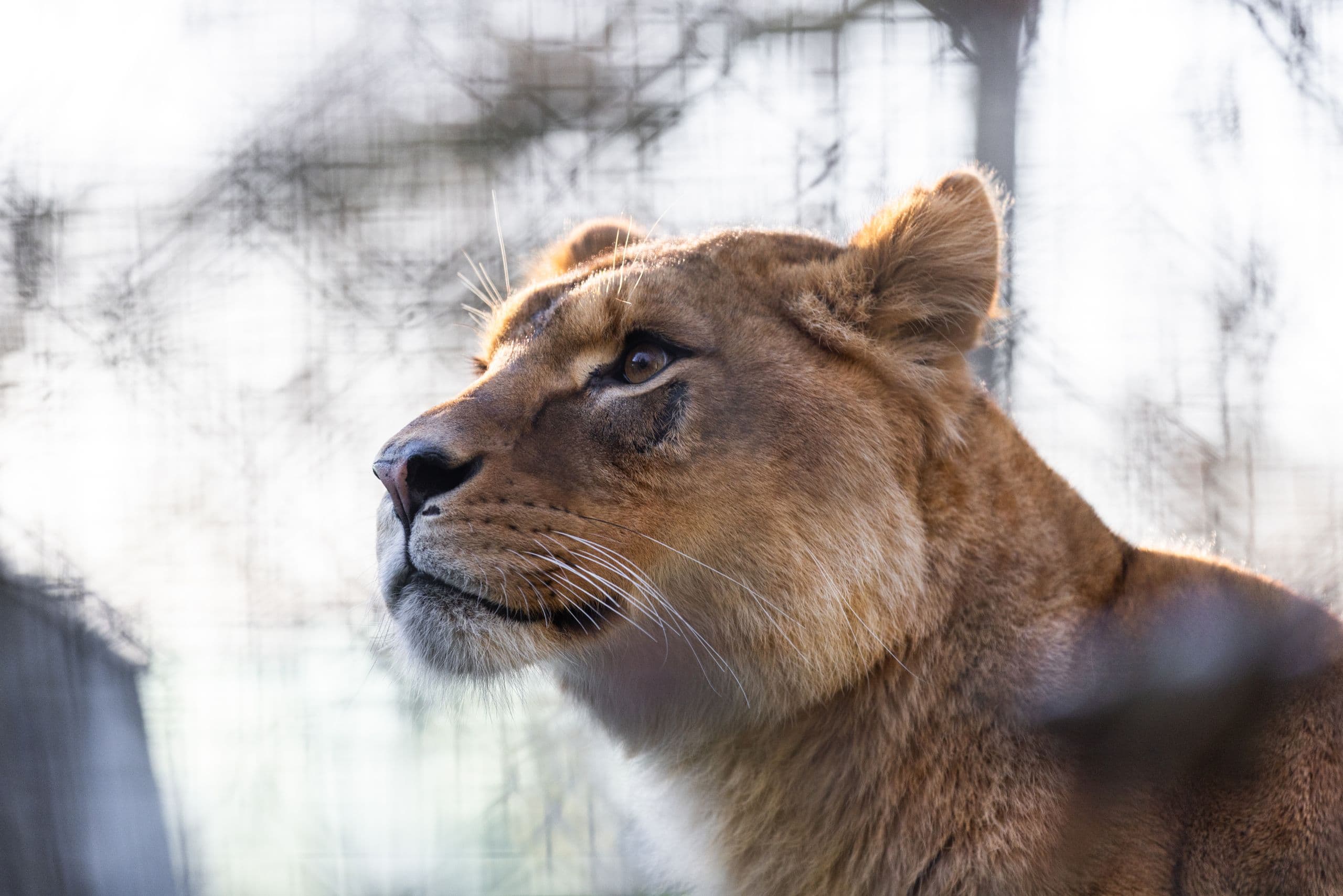Lionne de lumière